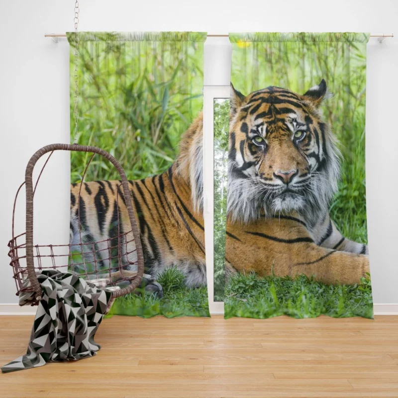 Tiger Grace Wilderness Elegance Curtain