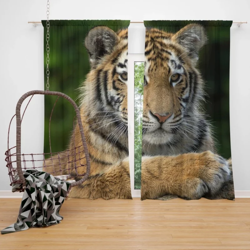 Tiger Inquisitive Curtain