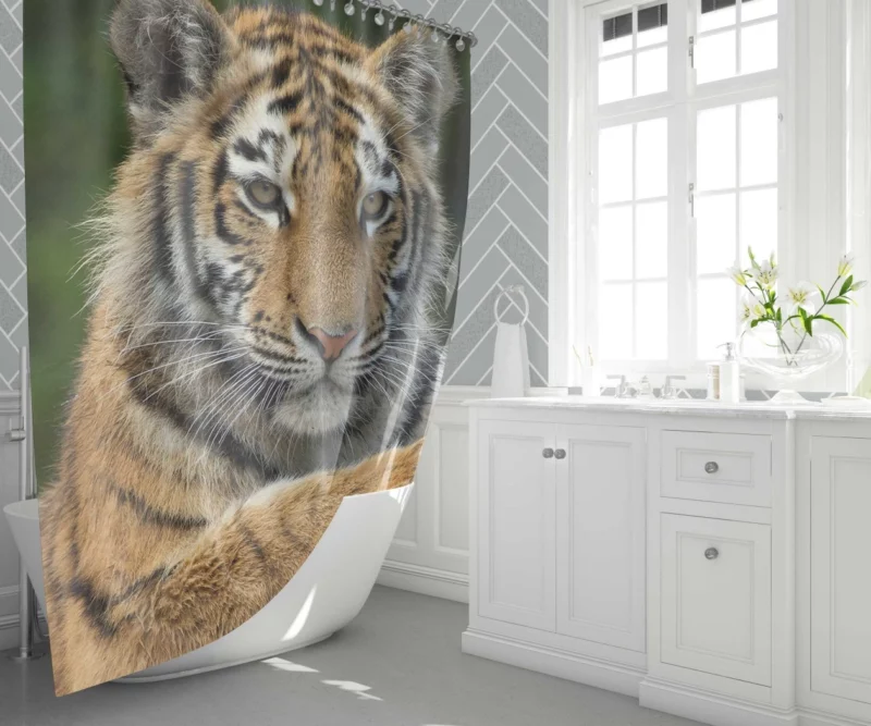 Tiger Inquisitive Shower Curtain 1