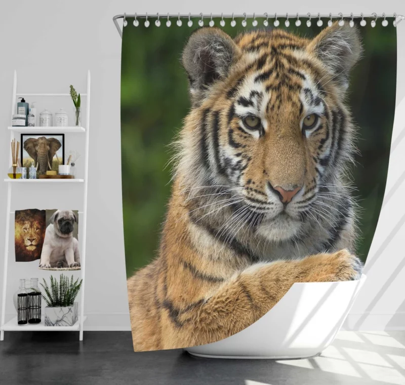 Tiger Inquisitive Shower Curtain