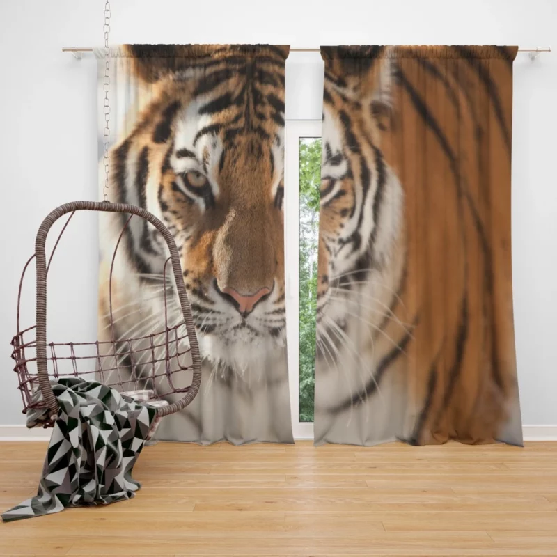 Tiger Intense Focus Curtain