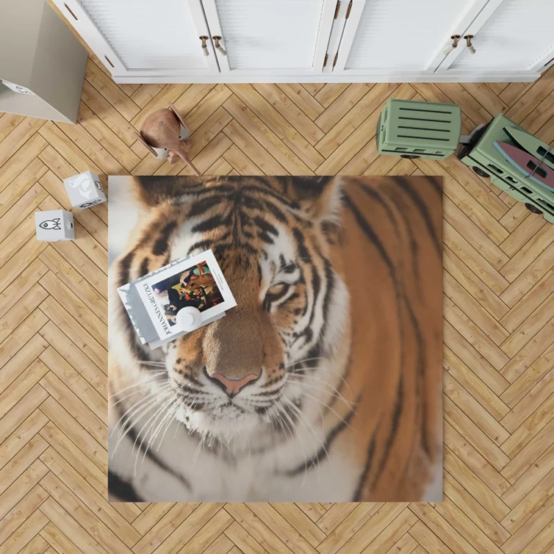 Tiger Intense Focus Rug