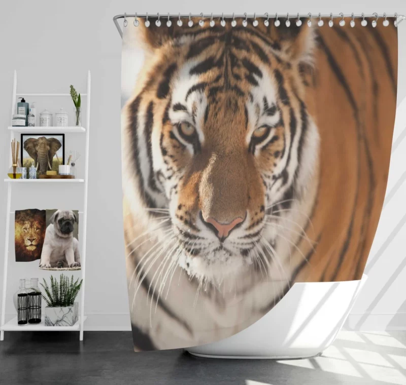 Tiger Intense Focus Shower Curtain