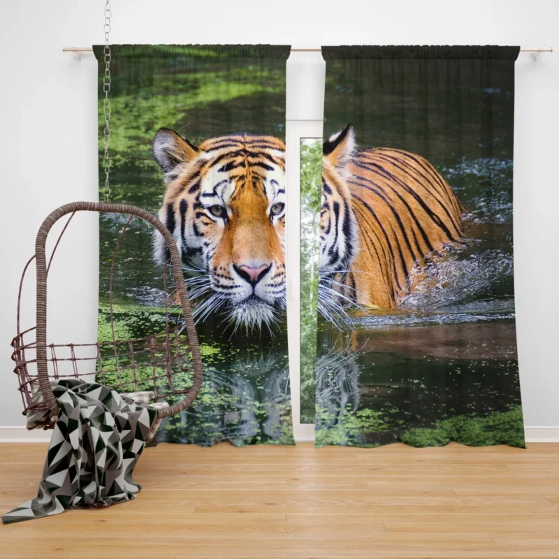 Tiger Intense Gaze Enigmatic Majesty Curtain