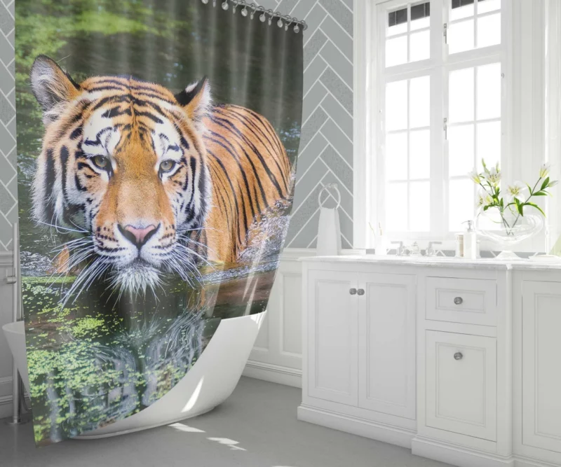 Tiger Intense Gaze Enigmatic Majesty Shower Curtain 1