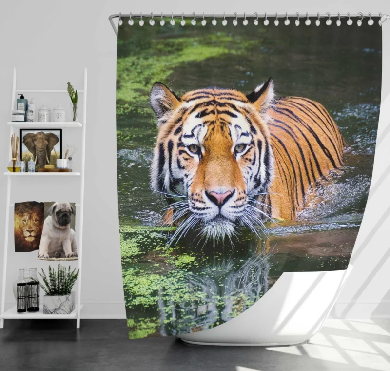 Tiger Intense Gaze Enigmatic Majesty Shower Curtain