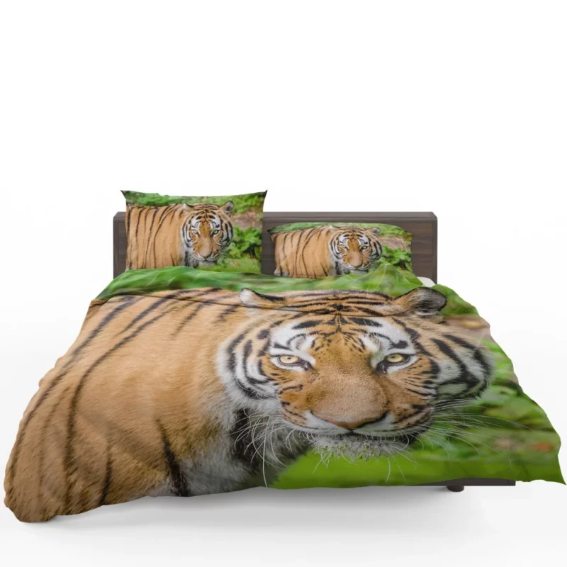 Tiger Intense Gaze Fierce Intrigue Bedding Set