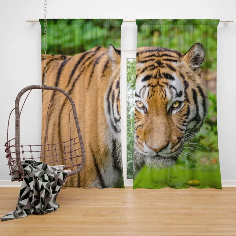 Tiger Intense Gaze Fierce Intrigue Curtain