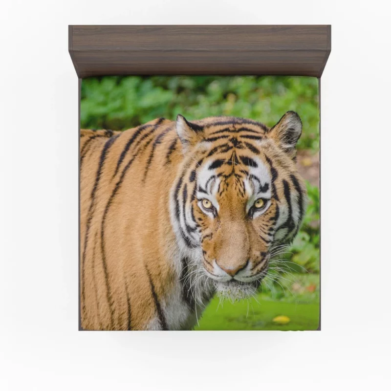 Tiger Intense Gaze Fierce Intrigue Fitted Sheet 1