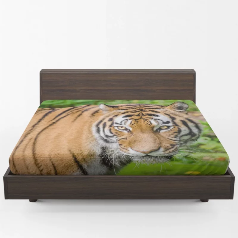 Tiger Intense Gaze Fierce Intrigue Fitted Sheet