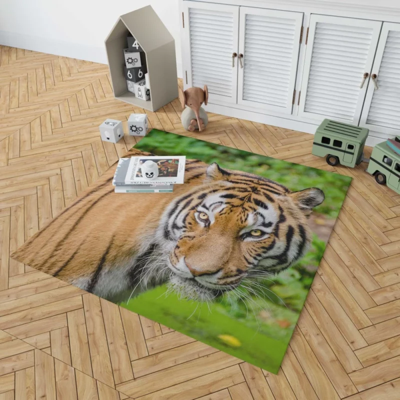 Tiger Intense Gaze Fierce Intrigue Rug 1