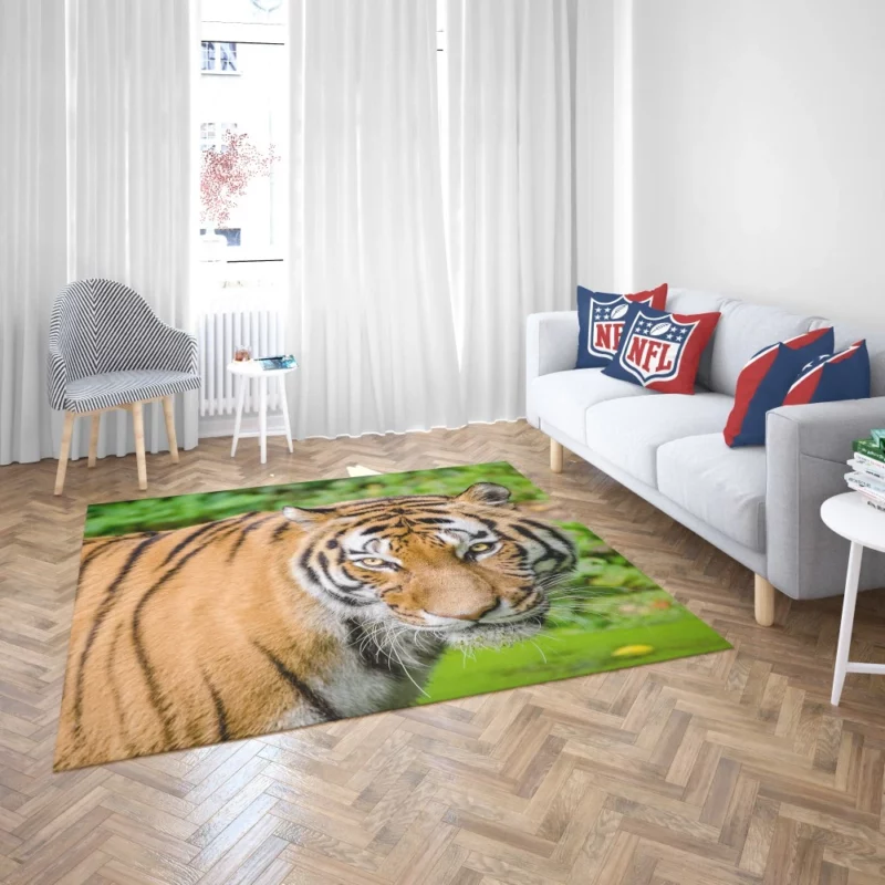 Tiger Intense Gaze Fierce Intrigue Rug 2