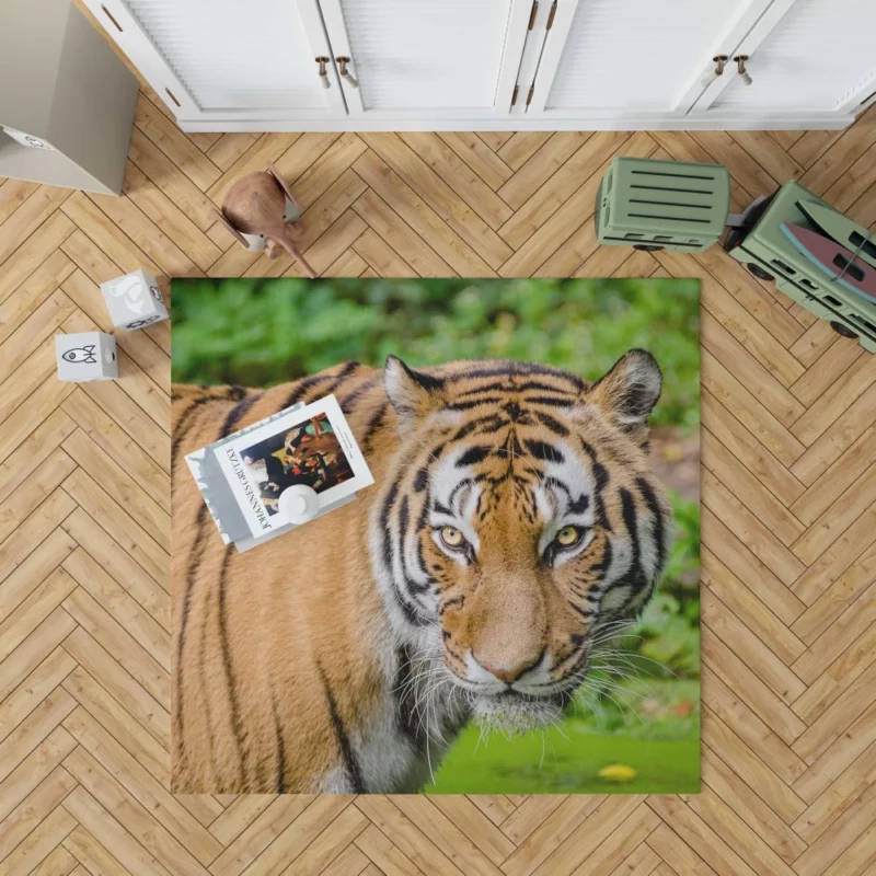 Tiger Intense Gaze Fierce Intrigue Rug