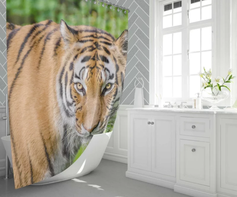 Tiger Intense Gaze Fierce Intrigue Shower Curtain 1