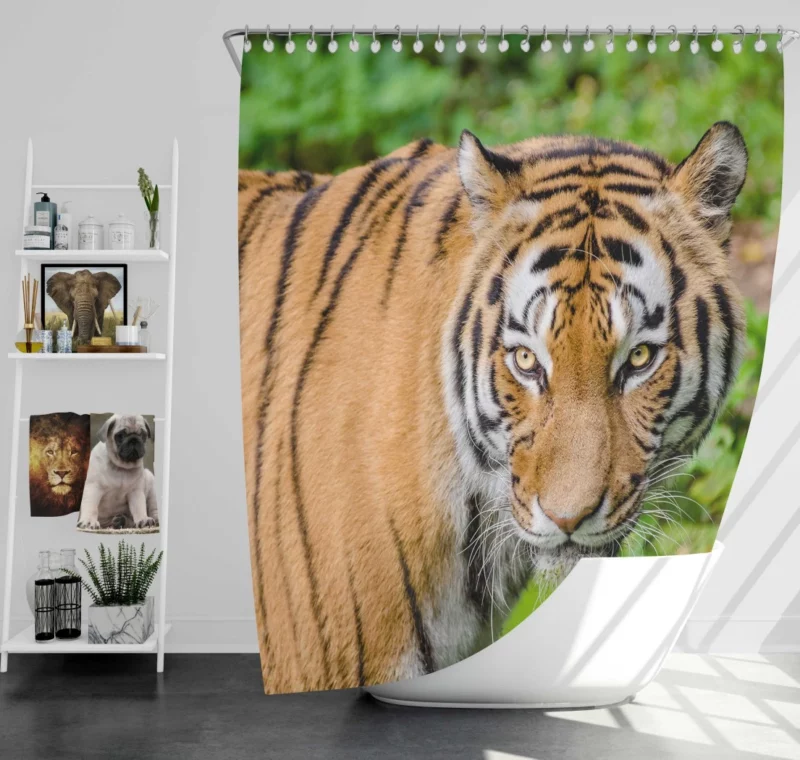 Tiger Intense Gaze Fierce Intrigue Shower Curtain