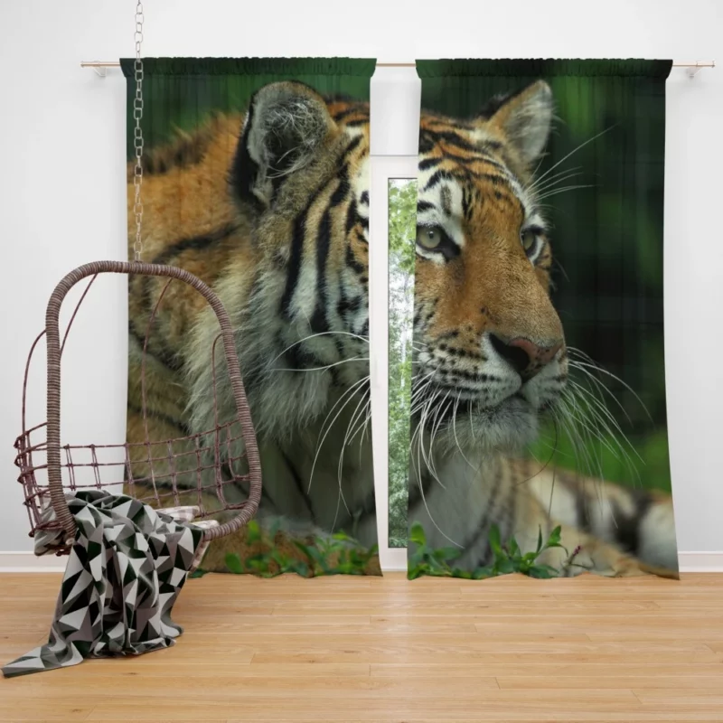 Tiger Intense Gaze Wilderness Power Curtain