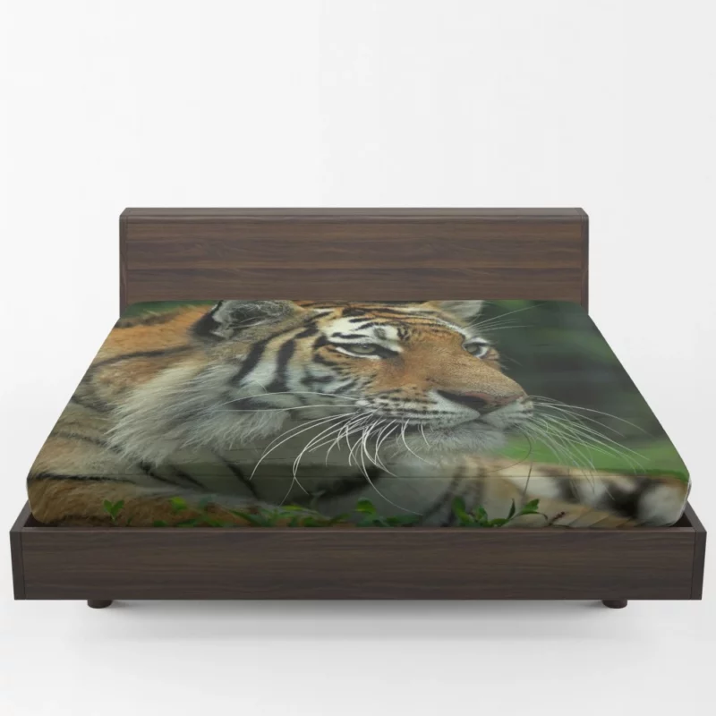 Tiger Intense Gaze Wilderness Power Fitted Sheet