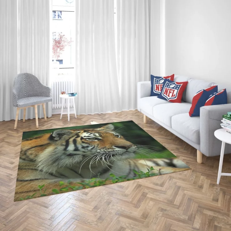 Tiger Intense Gaze Wilderness Power Rug 2