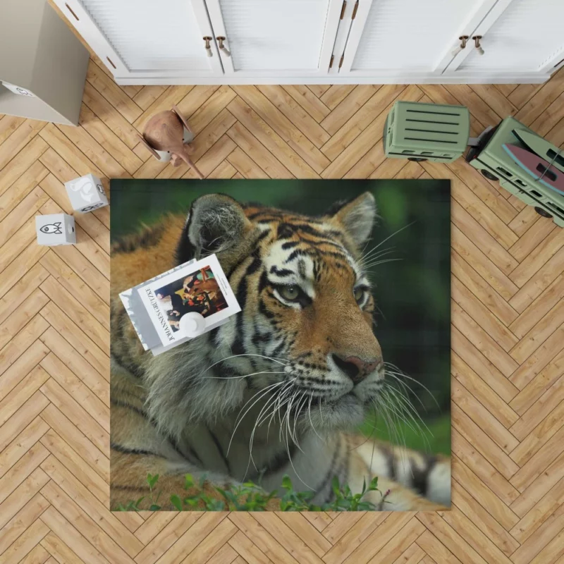 Tiger Intense Gaze Wilderness Power Rug