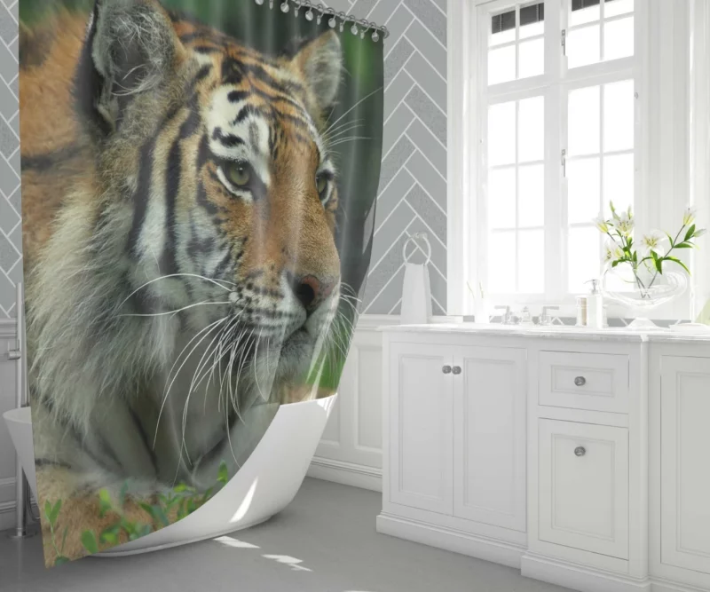 Tiger Intense Gaze Wilderness Power Shower Curtain 1