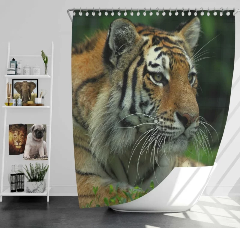 Tiger Intense Gaze Wilderness Power Shower Curtain