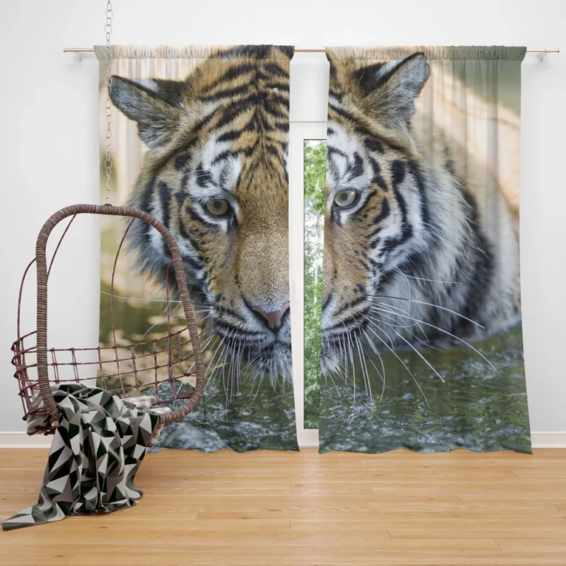 Tiger Intense Muzzle Wilderness Gaze Curtain