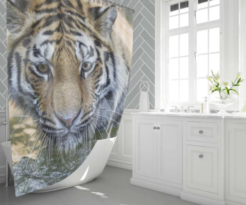 Tiger Intense Muzzle Wilderness Gaze Shower Curtain 1