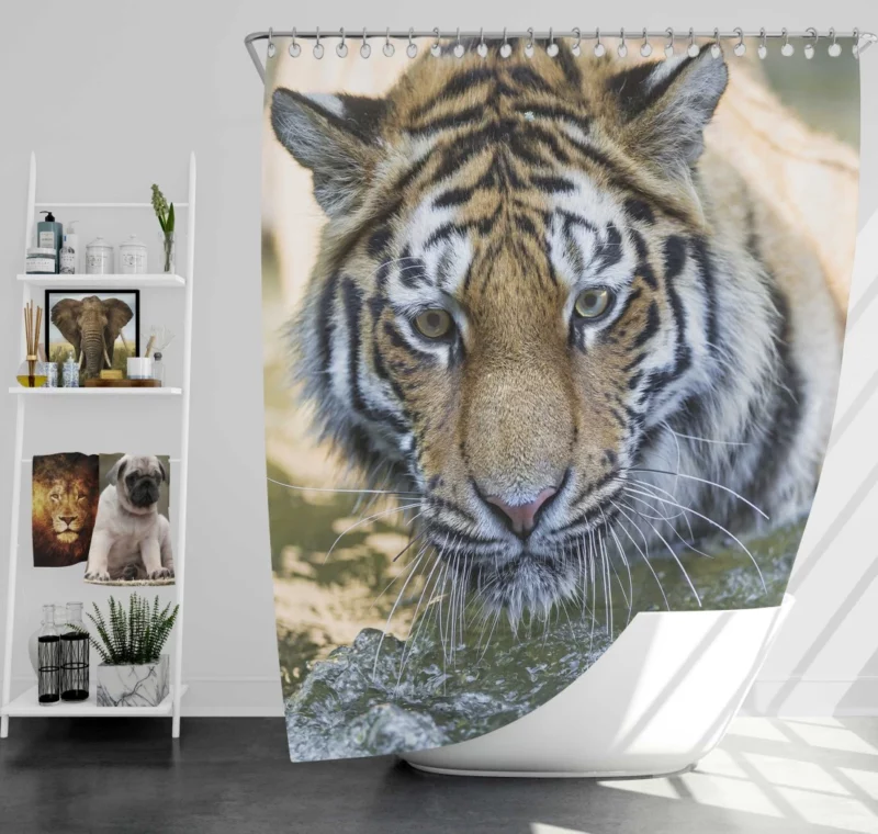 Tiger Intense Muzzle Wilderness Gaze Shower Curtain