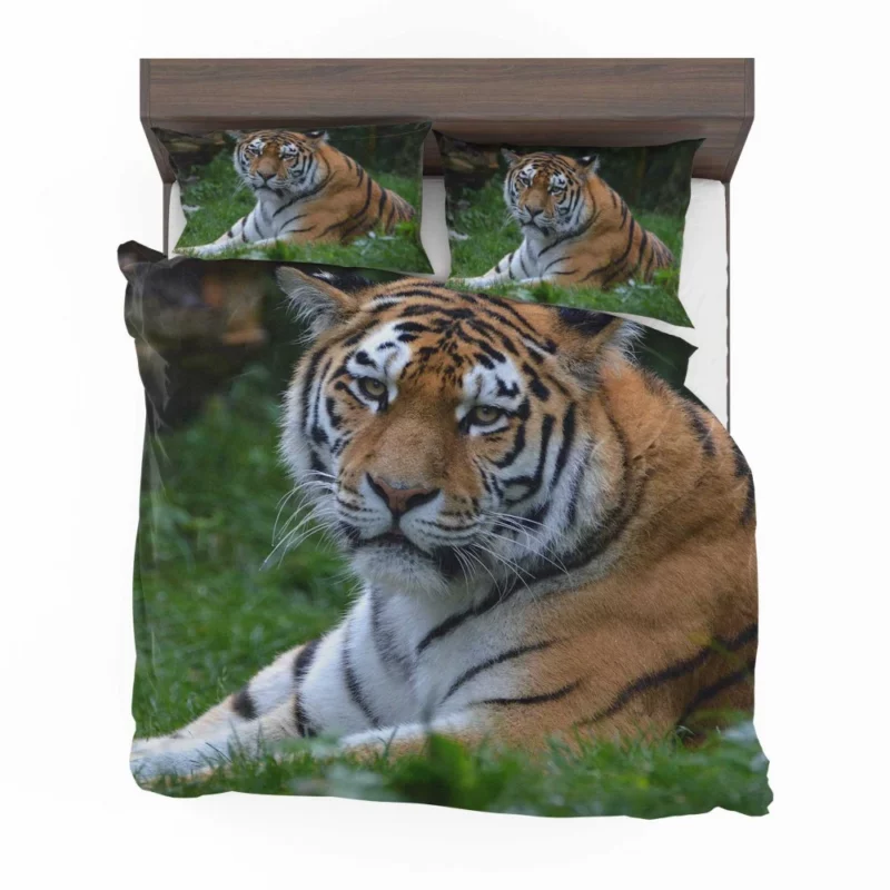 Tiger Intense Stare Feline Majesty Bedding Set 1