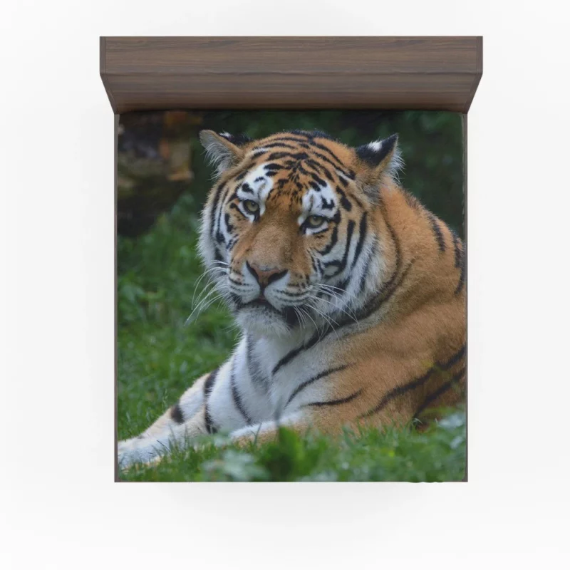 Tiger Intense Stare Feline Majesty Fitted Sheet 1