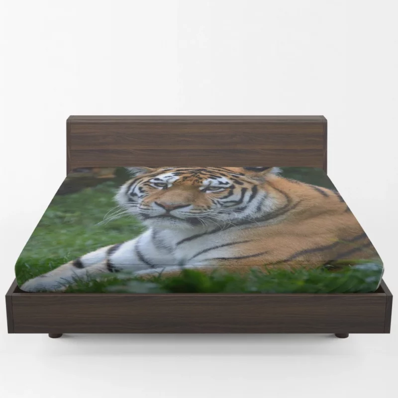 Tiger Intense Stare Feline Majesty Fitted Sheet