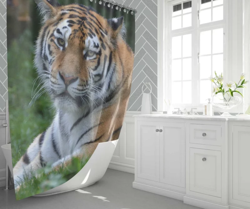 Tiger Intense Stare Feline Majesty Shower Curtain 1