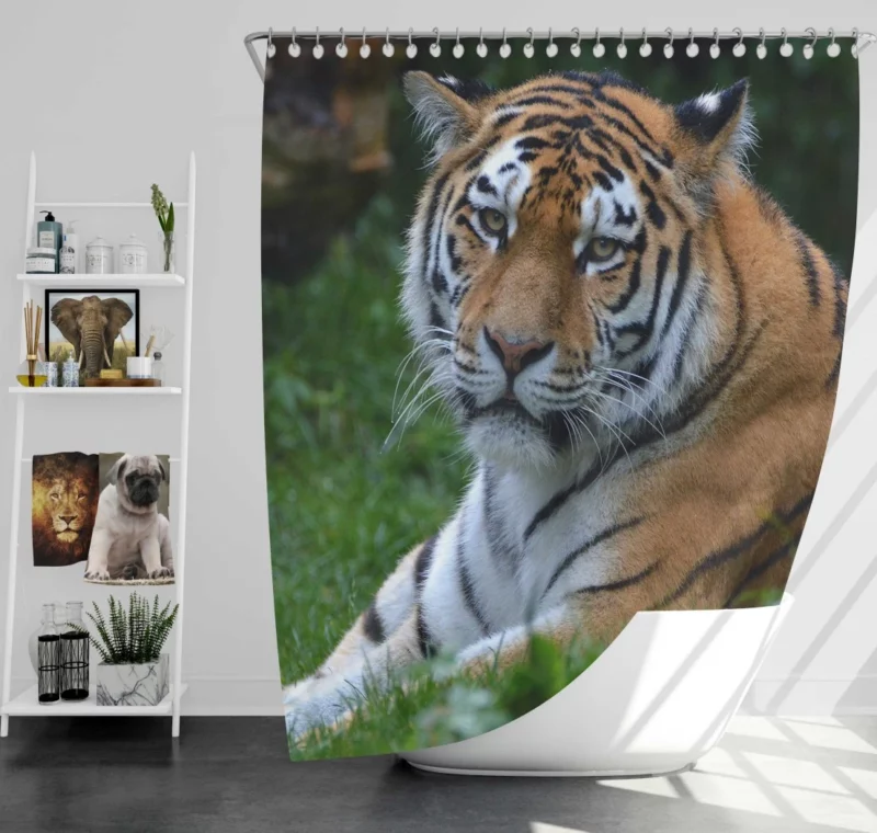 Tiger Intense Stare Feline Majesty Shower Curtain