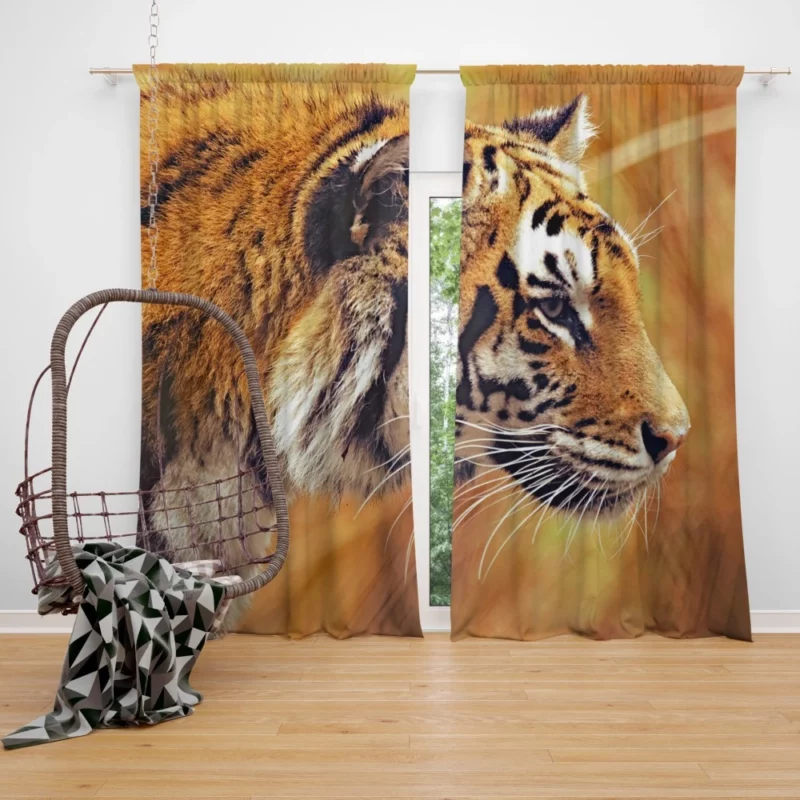 Tiger Intense Stare Wild Intrigue Curtain