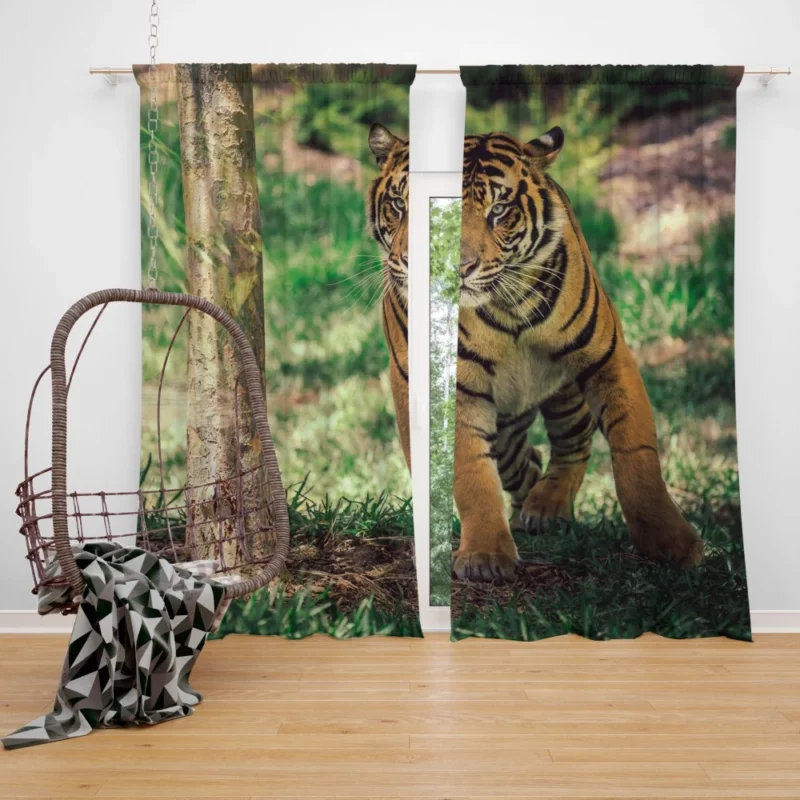 Tiger Intense Stare Wilderness Gaze Curtain