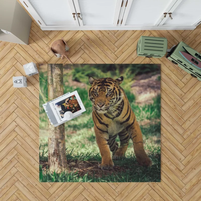 Tiger Intense Stare Wilderness Gaze Rug