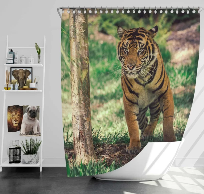 Tiger Intense Stare Wilderness Gaze Shower Curtain