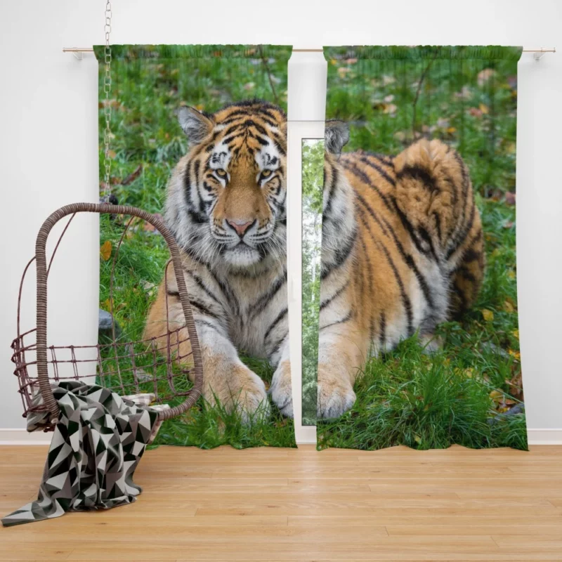 Tiger Majestic Mystery Curtain