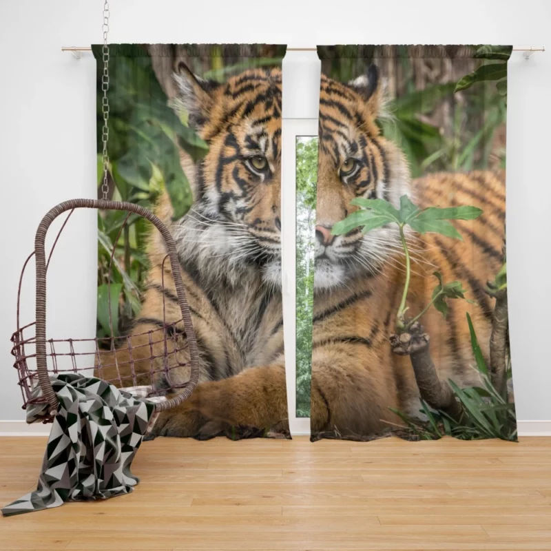 Tiger Majestic Power Curtain