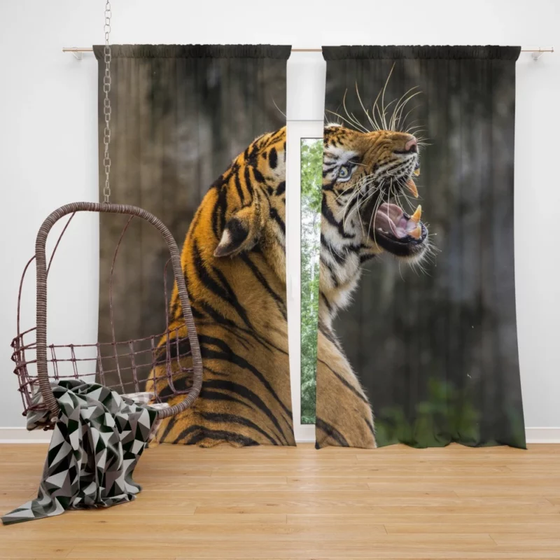 Tiger Majestic Presence Fierce Aura Curtain