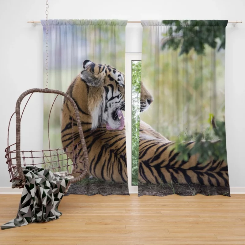 Tiger Mystic Gaze Enigmatic Majesty Curtain