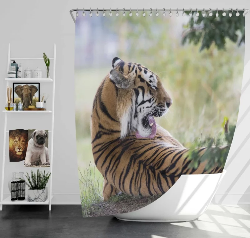 Tiger Mystic Gaze Enigmatic Majesty Shower Curtain