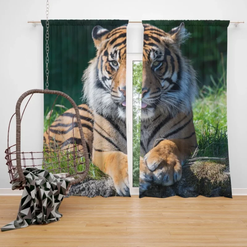 Tiger Penetrating Gaze Enigmatic Beauty Curtain