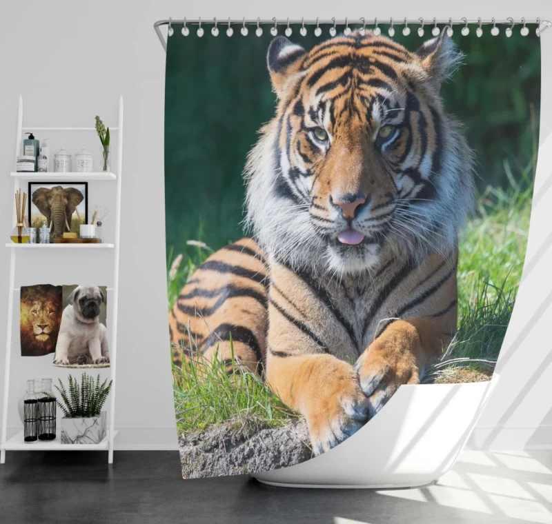 Tiger Penetrating Gaze Enigmatic Beauty Shower Curtain