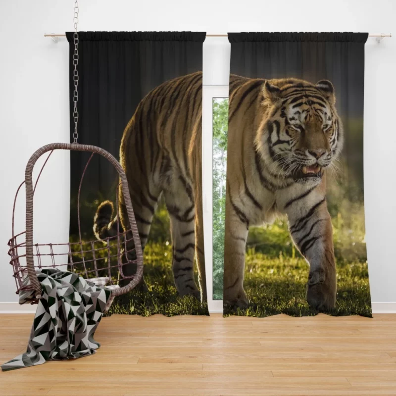 Tiger Prowl Enigmatic Majesty Curtain