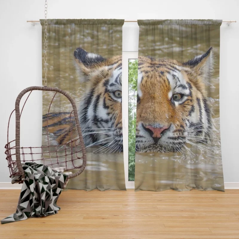 Tiger Reflective Stare Enigmatic Wonder Curtain