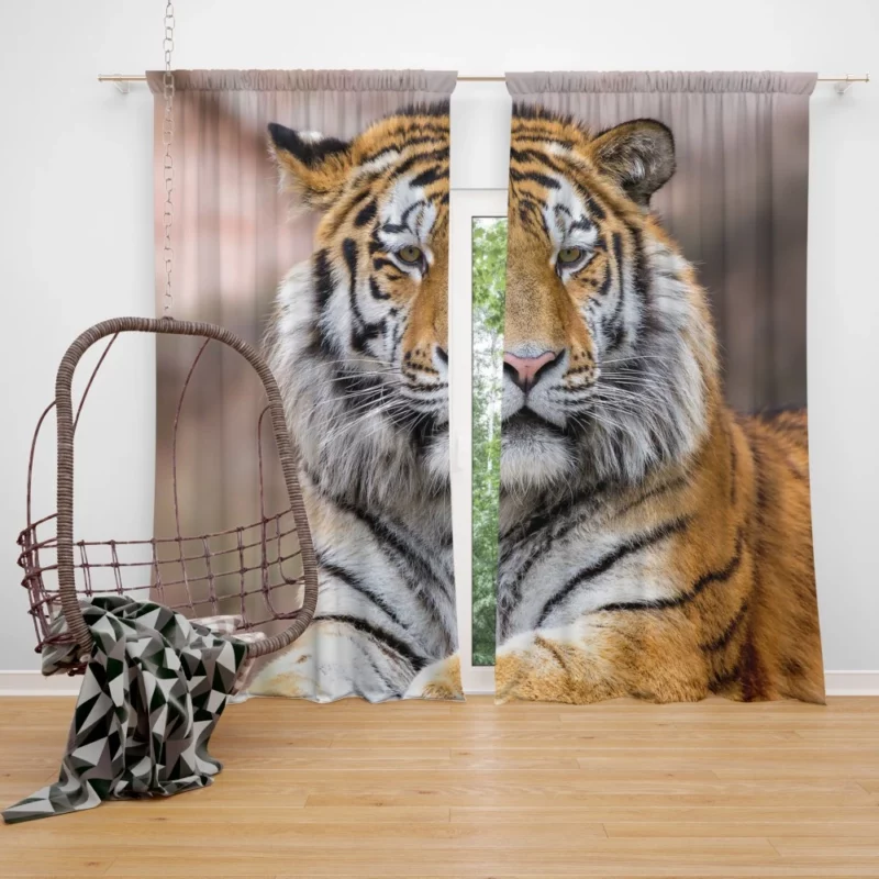 Tiger Regal Stance Wilderness Dominance Curtain