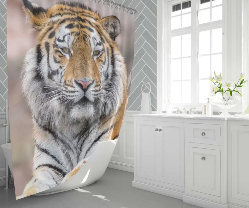 Tiger Regal Stance Wilderness Dominance Shower Curtain 1