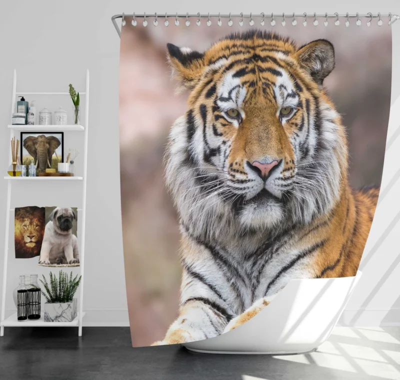 Tiger Regal Stance Wilderness Dominance Shower Curtain