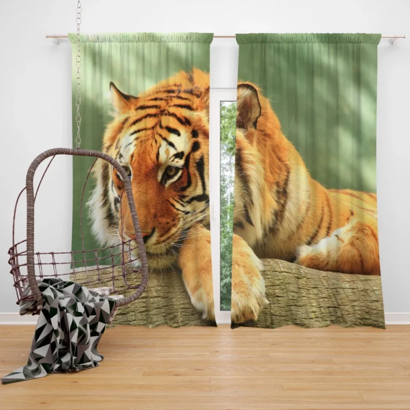 Tiger Rest A Moment of Tranquility Curtain